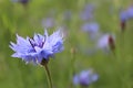 Nature bee wasp sits collects nectar honey on a blue cornflower flower. summer. Collecting honey. ecology. Natural chains