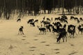 A male and female European red deer in a forest glade feeding and observing their surroundings.