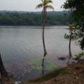 Nature beutiful coconut tree lotus in water
