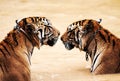 Nature, big cats and tiger kiss in water at wildlife park with love, playing and freedom in jungle. River, lake or dam Royalty Free Stock Photo