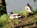 birds ducks sitting on the shore of the lake