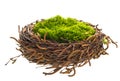 Nature birds nest with green grass
