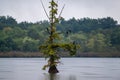 Nature with birds perched on a lone tree in the middle of a lake Royalty Free Stock Photo