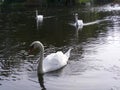 Nature-Birds-Swans Swimming in a River