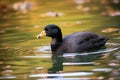 nature birdwatching Europe waterbird Fulica genus pond swimming coot black Common