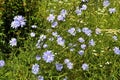 Blossom chicory Cichorium intybus