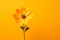 Nature bloom close-up floral leaf isolated yellow flower colorful orange plant daisy Royalty Free Stock Photo