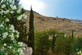 Nature and blooming oleanders in Lindos, the ancient city of Rhodes, Greece