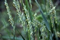 In the nature blooming ryegrass Lolium perenne Royalty Free Stock Photo