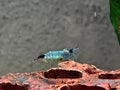 Nature blue caridina shrimp on rock Royalty Free Stock Photo