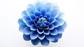 nature blue flower isolated