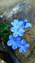 Nature blue flowers of sri lanka