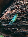 Nature Blue Neocaridina on wood Royalty Free Stock Photo