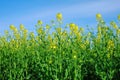 Nature, blue sky and flowers in calm field with natural landscape, morning blossom and floral zen. Growth, agriculture Royalty Free Stock Photo