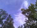 Nature: blue sky with white clouds and trees. Trees: birches trees and green branches trees. Summer day.