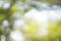 Nature Blur Abstract  Background. Eco Green Living Concept. Royalty Free Stock Photo