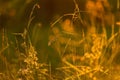 Nature blurred abstract background. Grass and meadow plants in yellow orange sunset sunlight close up, macro