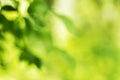 Nature Bokeh - Abstract background. Blurred background Royalty Free Stock Photo