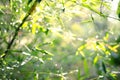 Nature bokeh abstract light background Royalty Free Stock Photo