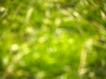 Nature bokeh Royalty Free Stock Photo