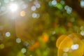 Nature bokeh and sun light flair. Royalty Free Stock Photo