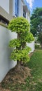Nature Bonsai Tree