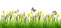 Nature border with fresh green grass, yellow narcissus flowers and butterflies Royalty Free Stock Photo