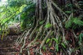 Nature of Borneo Royalty Free Stock Photo