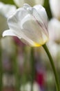 Closeup Macro Shot of National Dutch Tulips Of The Selected Sorts Shot Against Blurred Background.