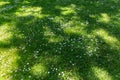 daisy flowers blooming on green mowed summer lawn