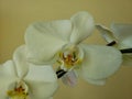 white orchid flower in a floral arrangement Royalty Free Stock Photo