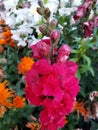 red dragon mouth flower in a garden in spring season