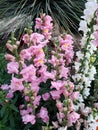 pink dragon mouth flower in a garden in spring season