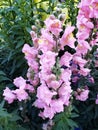 pink dragon mouth flower in a garden in spring season