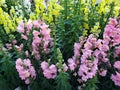 pink dragon mouth flower in a garden in spring season