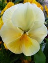 yellow pansy flower in a garden in winter season Royalty Free Stock Photo