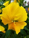 yellow pansy flower in a garden in winter season Royalty Free Stock Photo