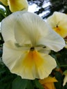 yellow pansy flower in a garden in winter season Royalty Free Stock Photo