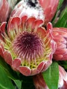 approach to red protea flower, background and texture Royalty Free Stock Photo