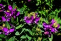Purple Flowers in Springtime Royalty Free Stock Photo