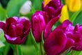 Nature bouquet from purple tulips for use as background. Selective focus.