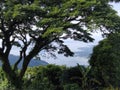 Nature , Breathtaking Views , Tropical , Philippines , Trees Royalty Free Stock Photo