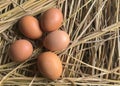 nature brown chicken eggs on dry grass from organic farm.