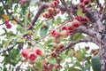 Nature bunch of rose apple group hanging on tree , colorful tropical fruits