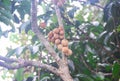 Nature bunch of southern langsat or longkong fruit hanging on tree in morning garden