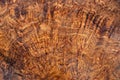 Nature burl wood