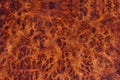 Burma padauk burl wood striped are wooden beautiful pattern for crafts or art background