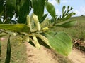 Nature Butter Wool wild Flower of Sri Lanka Royalty Free Stock Photo