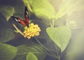 Nature butterfly background Royalty Free Stock Photo