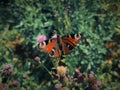 nature butterfly eyes green leaf macrophoto wings  purple flower  grass  clover Royalty Free Stock Photo